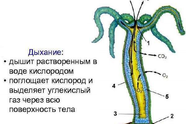 Кракен зеркало 2kraken biz